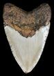 Bargain, Megalodon Tooth - North Carolina #54791-2